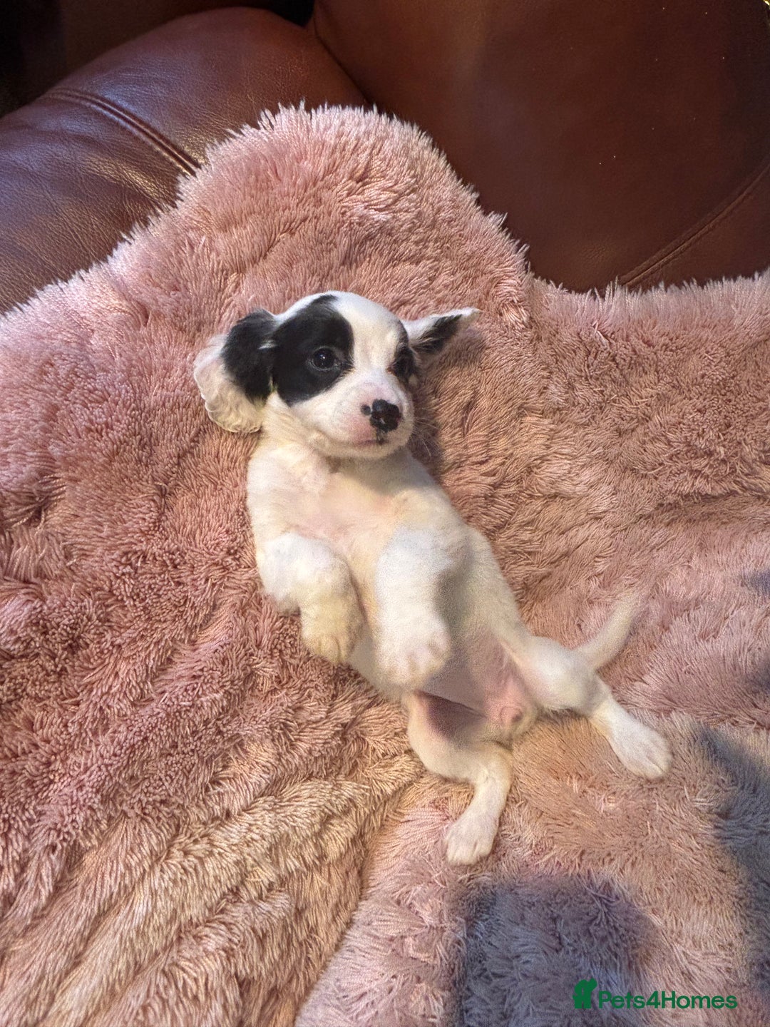 Cockapoo dogs for sale: Cockerpoo puppys - Image 3