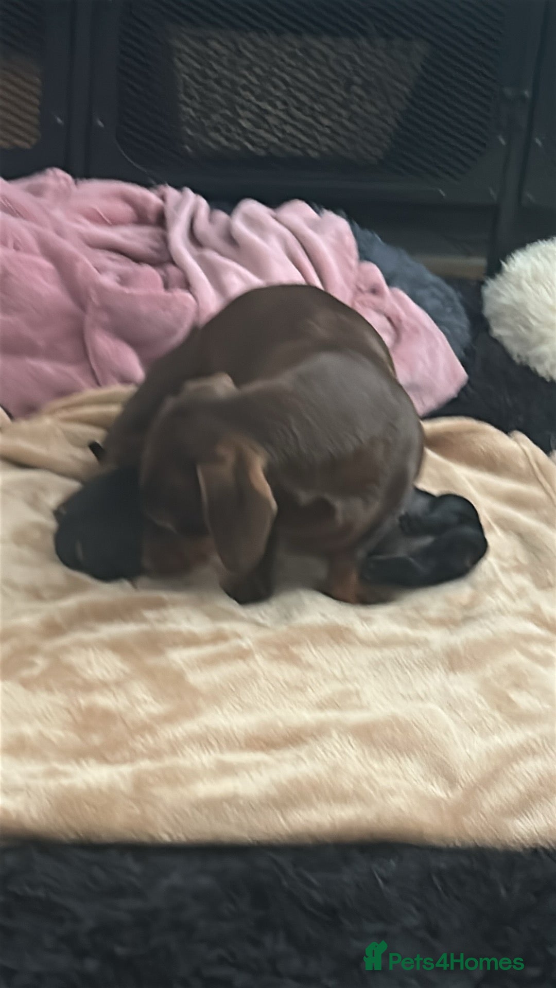 Miniature Dachshund dogs for sale: 2 females - Advert 9