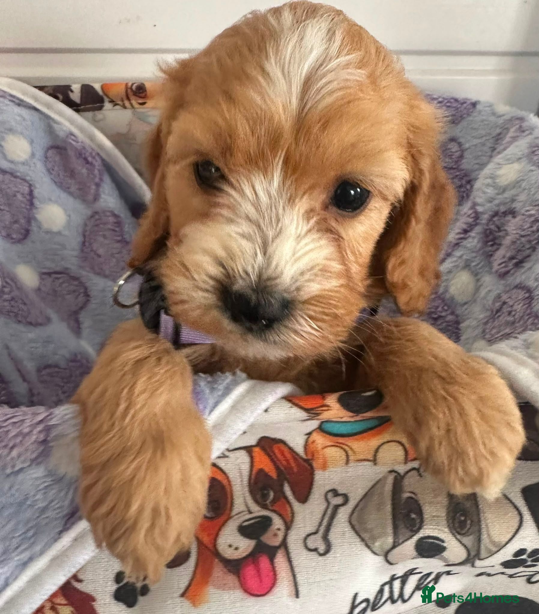 Cockapoo dogs F1 cockapoo girl puppies ready 14th August  - Advert 16