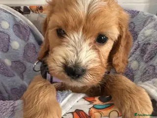 Cockapoo dogs F1 cockapoo girl puppies ready 14th August - Advert 16