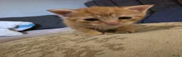 Mixed Breed cats for sale: Beautiful ginger kittens for SALE in Bradford - Advert 13