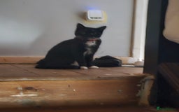 Mixed Breed cats for sale: Female cat for sale  - Image 8