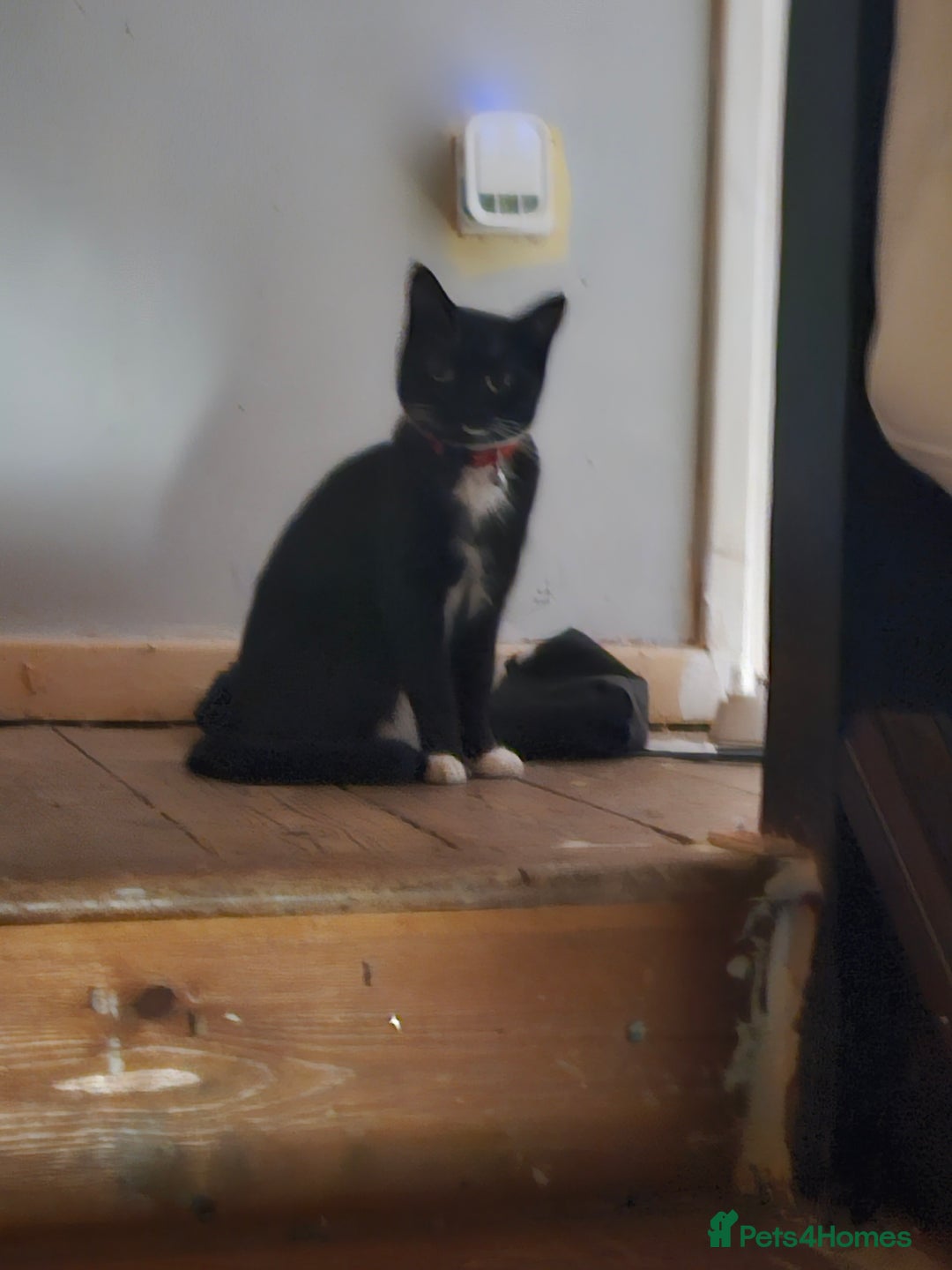 Mixed Breed cats for sale: Female cat for sale  - Image 8