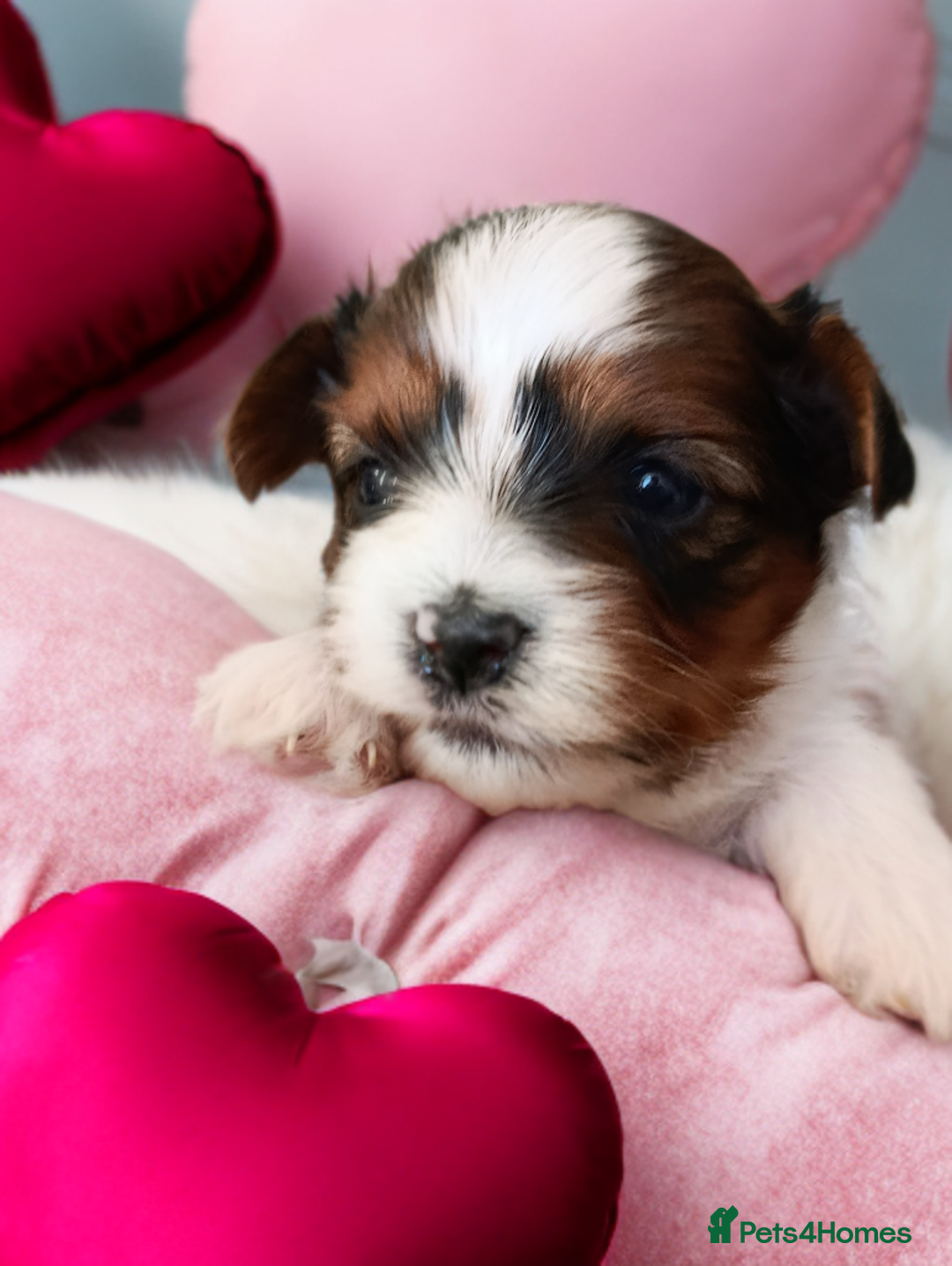 Yorkshire Terrier dogs for sale: Posh puppies😍😍 colorfull Yorkshire terrier🐶🐶🐶 - Advert 21