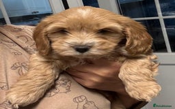 Cockapoo dogs for sale: stunning cockapoos for sale - Image 8