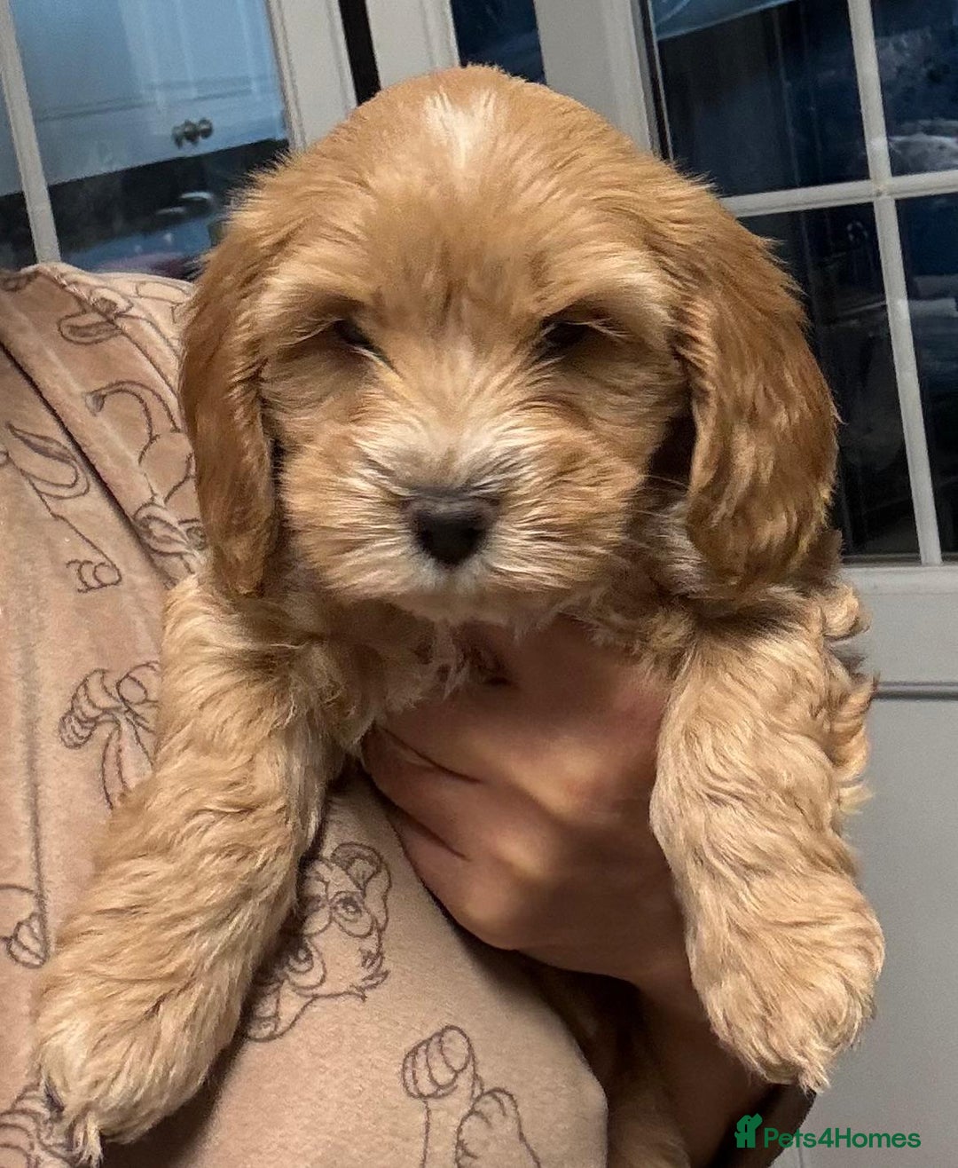 Cockapoo dogs for sale: stunning cockapoos for sale - Image 8