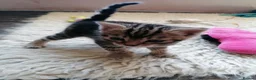 Mixed Breed cats for sale: Beautiful kittens  - Advert 3