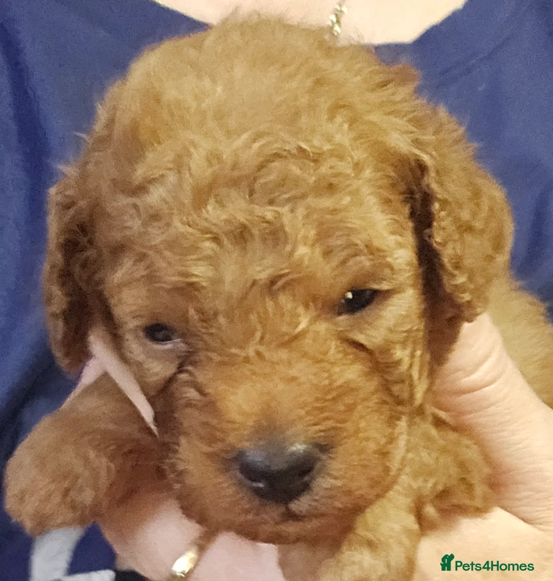 Toy Poodle dogs for stud: Stunning kc health tested toy poodle for stud - Advert 6