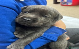 Labrador Retriever dogs for sale: Charcoal boy & silver girl  - Image 1