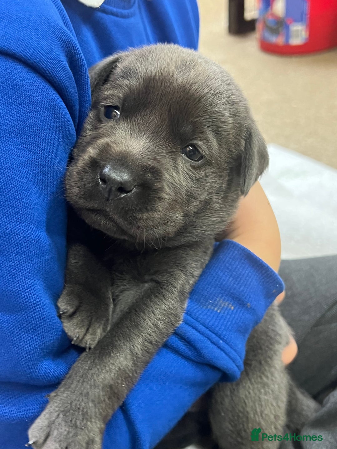 Labrador Retriever dogs for sale: Charcoal boy & silver girl  - Image 1