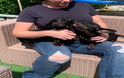 Dachshund dogs for sale: Two beautiful sisters miniature dachshunds  - Image 4