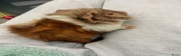 Guinea Pig rodents for sale: Baby guinea pigs ready now - Advert 9