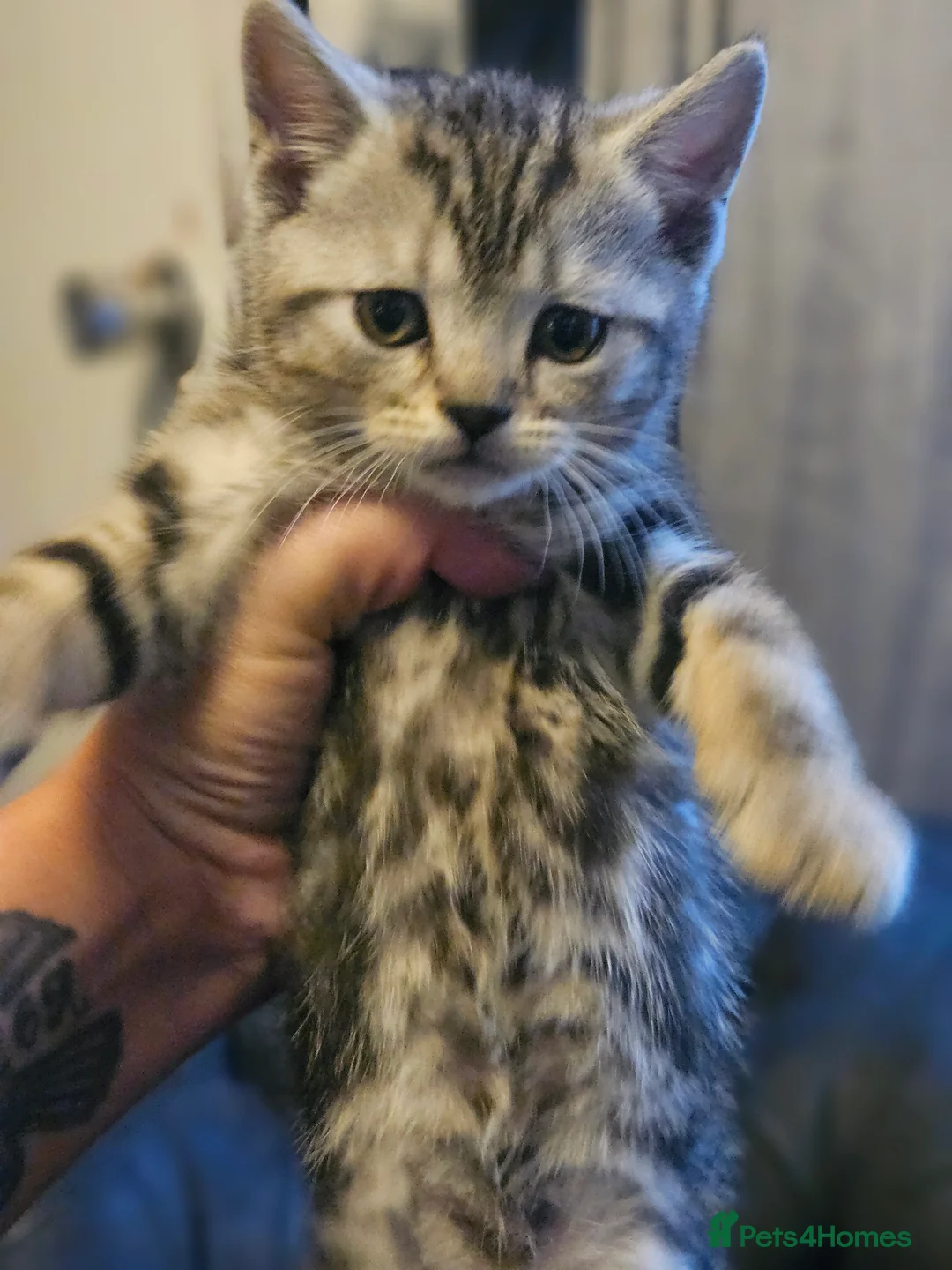 Mixed Breed cats for sale: 4 male kittens for sale - Advert 5