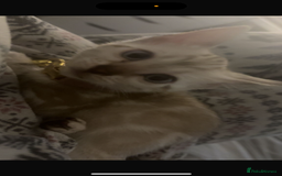 Bengal cats for sale: Pure Bengal snow lynx marble - Advert 6