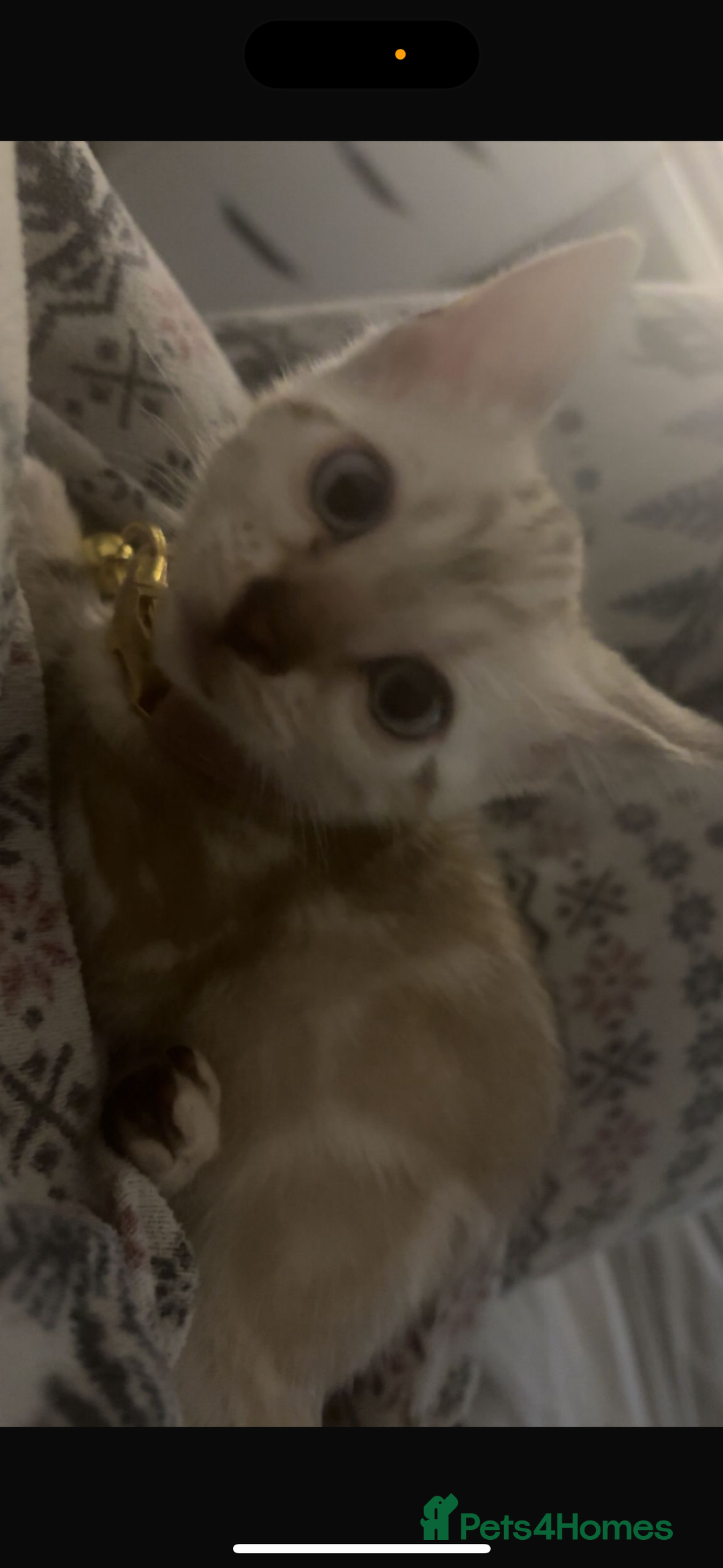 Bengal cats for sale: Pure Bengal snow lynx marble - Advert 6