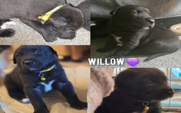 Mixed Breed dogs for sale: Labrador cross puppies  - Image 10