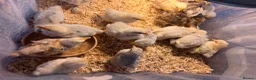 Chickens poultry for sale: pekin chicks for sale unsexed  - Advert 3