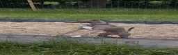Mixed Breed dogs for sale: 3/4 Italian greyhound 1/4 whippet puppies  - Advert 11