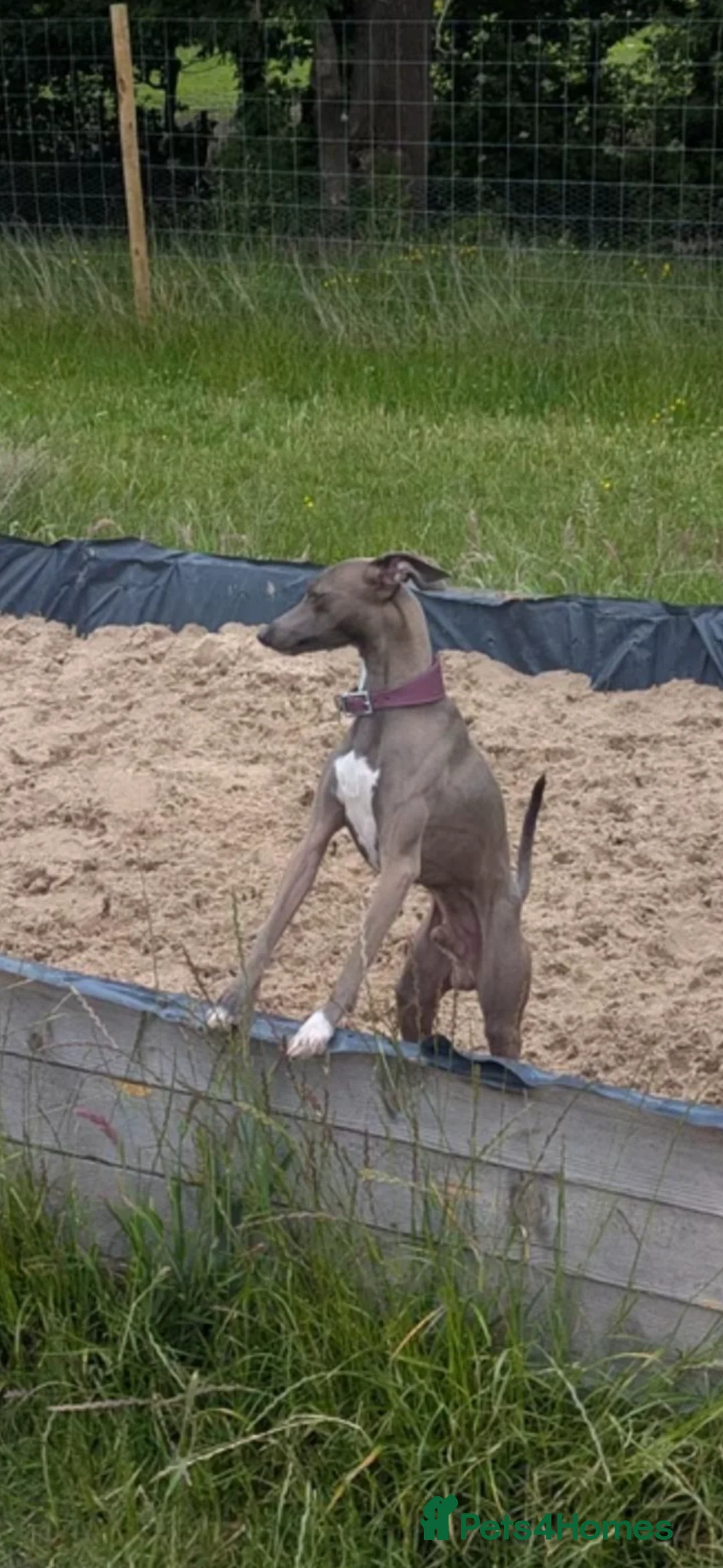 Mixed Breed dogs for sale: 3/4 Italian greyhound 1/4 whippet puppies  - Advert 11