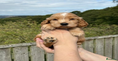 Cocker Spaniel dogs - Advert 14