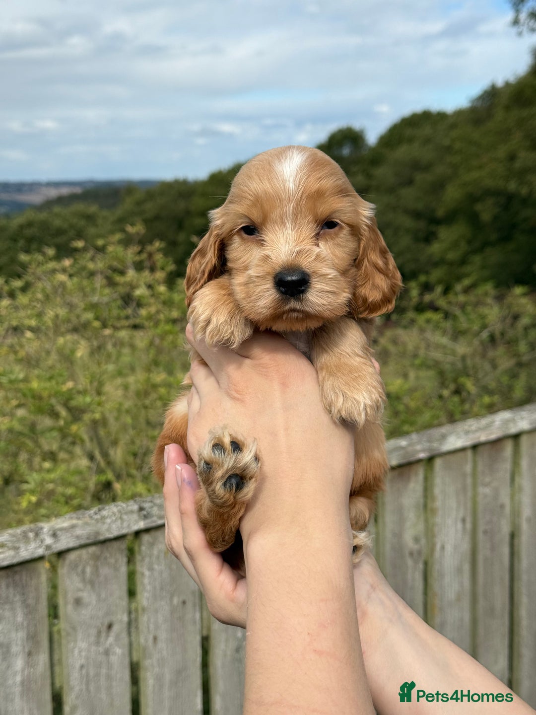 Cocker Spaniel dogs for sale: KC Show Cocker spaniels health tested parents  - Image 2
