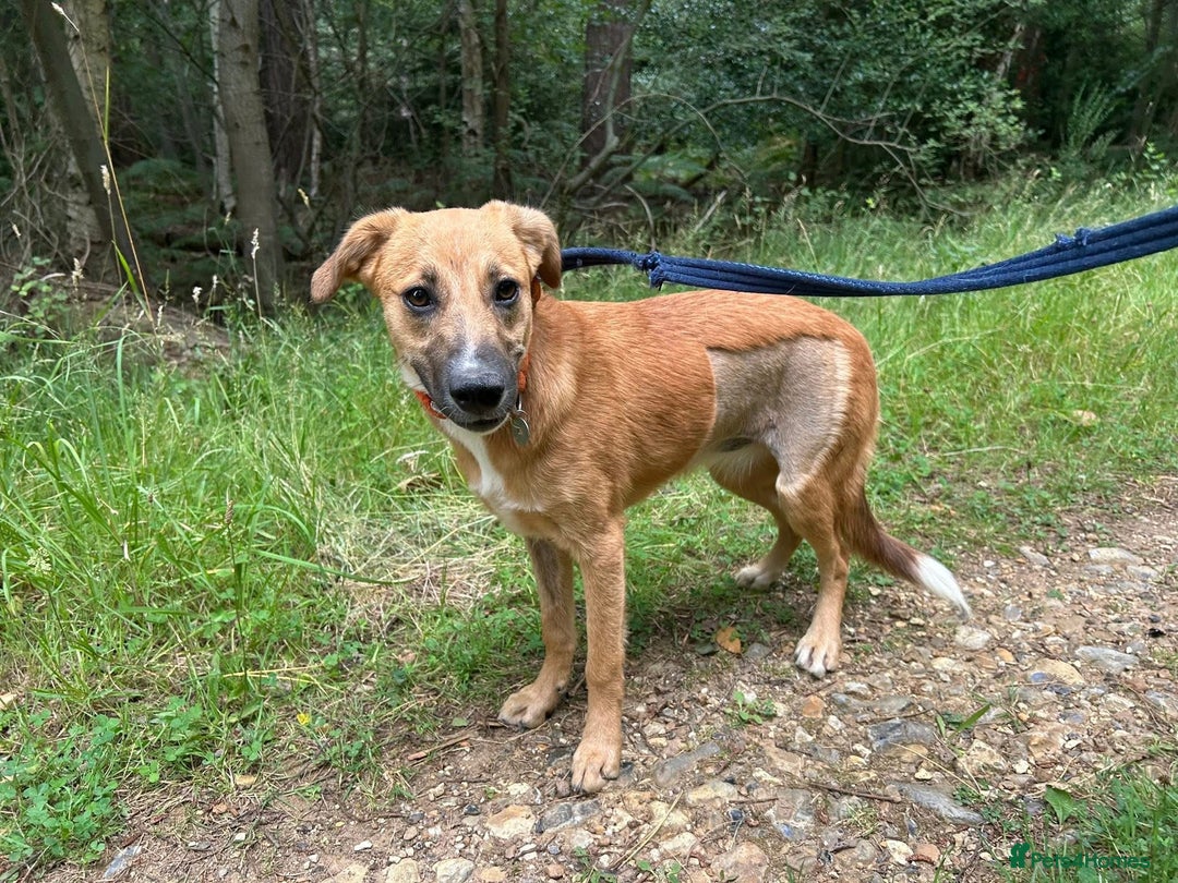 Mixed Breed dogs for adoption: Laska - Norwich Norfolk  - Image 16