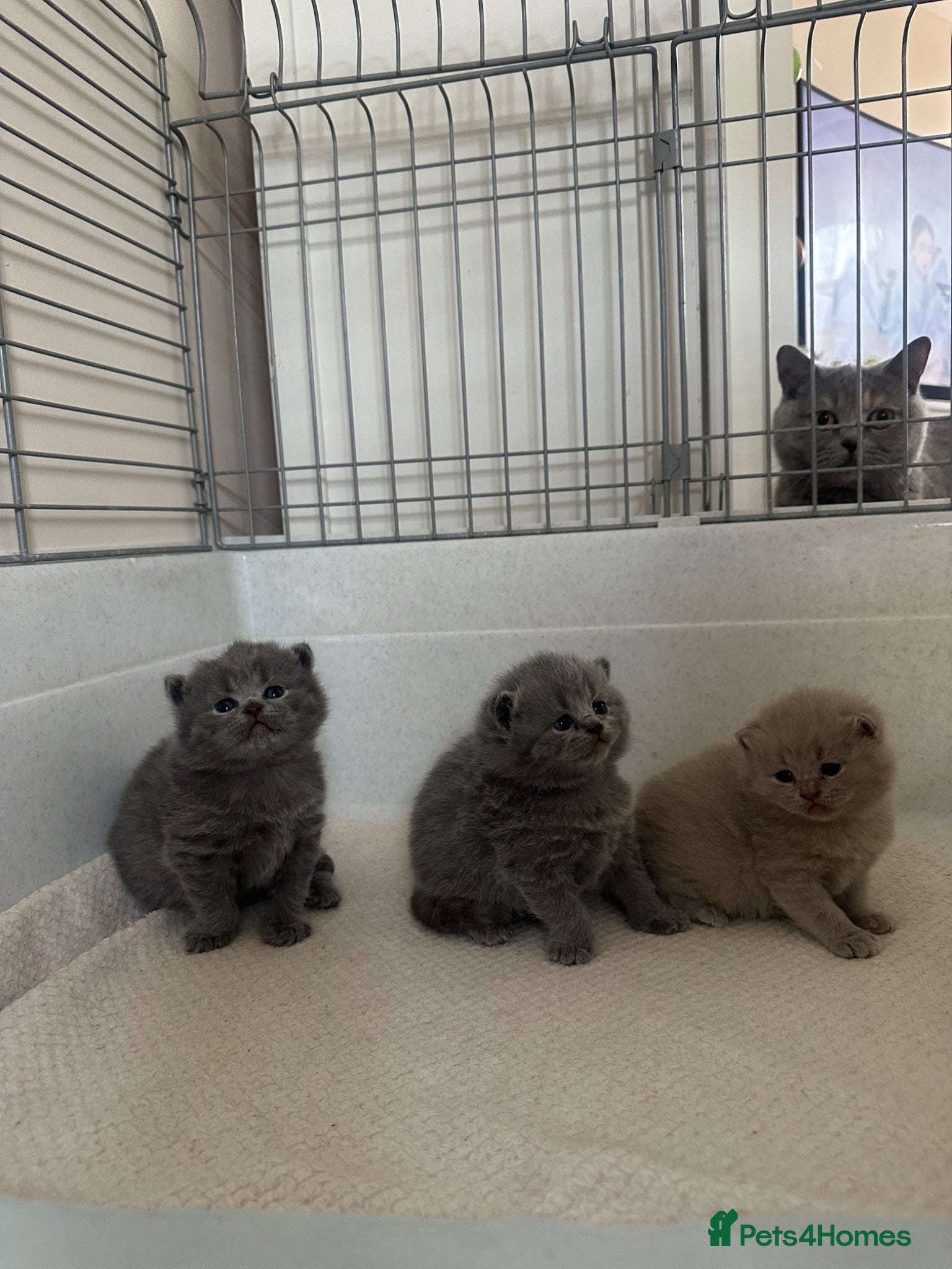 British Shorthair cats Pedigree British Shorthair Kittens  - Advert 4