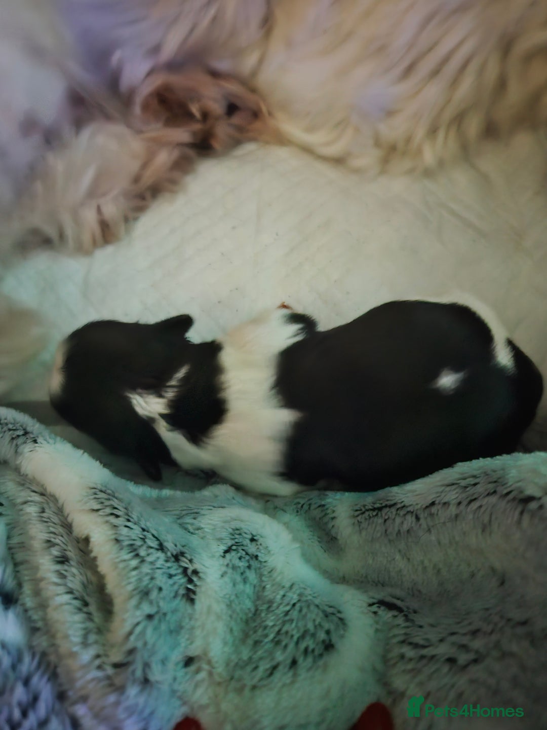 Shih Tzu dogs for sale: 💞 Gorgeous Shih Tzu Boy Puppies 💞 - Advert 3