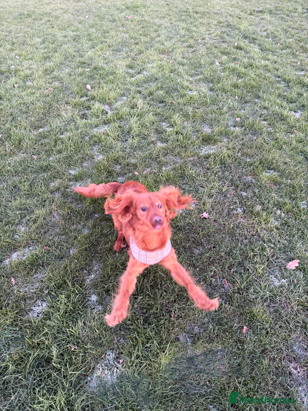 Cavapoo dogs for sale: Cavapoo 1 year old puppy  - Advert 6