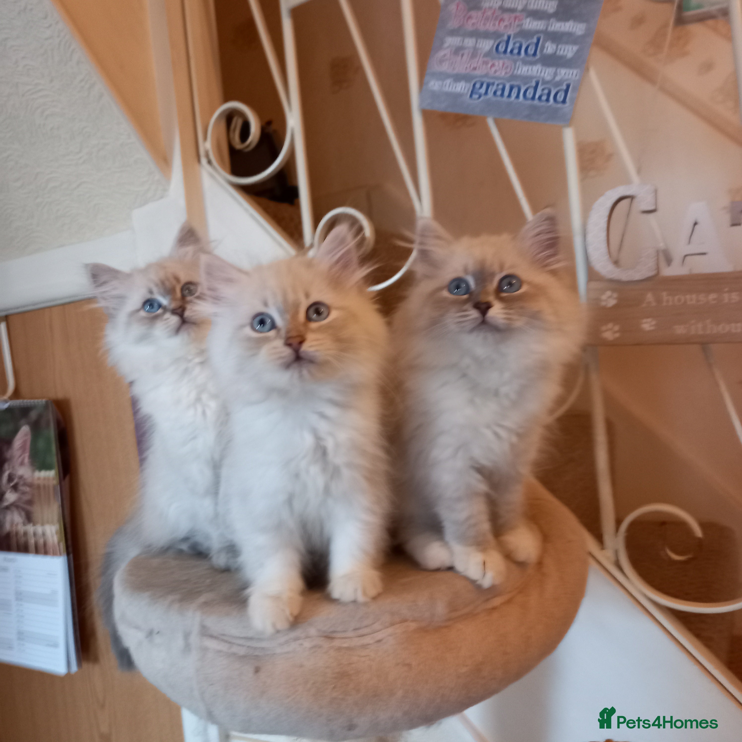 Siberian cats Super cute siberian kittens - Advert 1