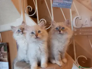Siberian cats Super cute siberian kittens - Advert 1
