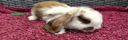 Mini Lop rabbits for sale: Cute French x Mini Lop Ready to Go!!! - Advert 35