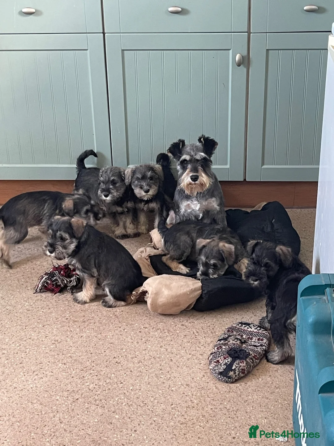 Miniature Schnauzer dogs for sale: KC reg miniature schnauzer puppies for sale  - Advert 2