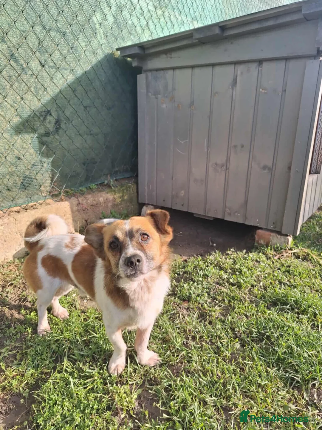 Mixed Breed dogs for adoption: Meatball for adoption - Advert 4