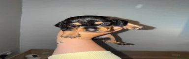 Dachshund 6