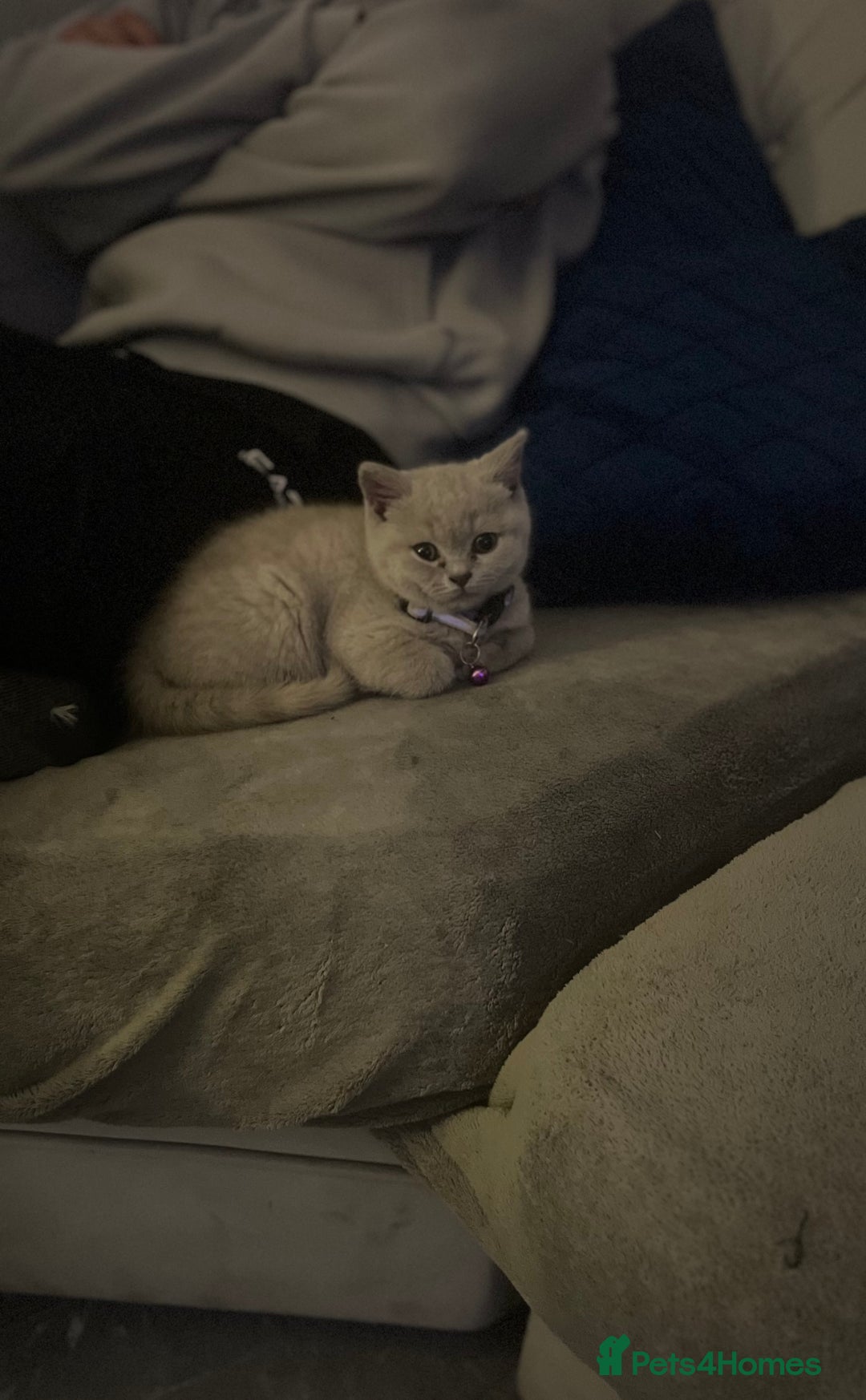 British Shorthair cats for sale: Beautiful  lilac and blue kittens 2 boys 1 girl - Image 4