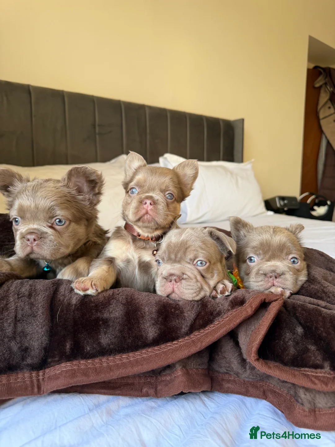 French Bulldog dogs for sale: French bulldog  - Advert 9