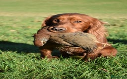 Cocker Spaniel dogs for stud: Fully health tested dark red working cocker stud - Image 5