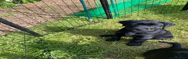 Labrador Retriever Puppy 2 - yellow collar