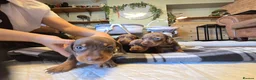 Miniature Dachshund dogs for sale: Miniature Dachshunds - Advert 7