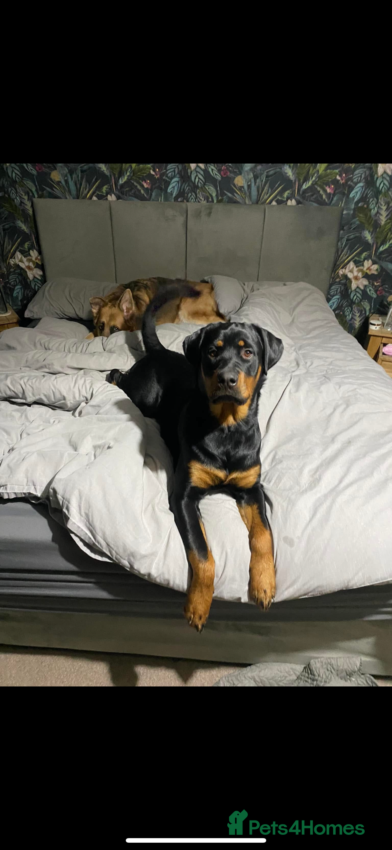 Mixed Breed dogs  Beautiful natured girl - Advert 1