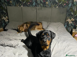 Mixed Breed dogs Beautiful natured girl - Advert 15