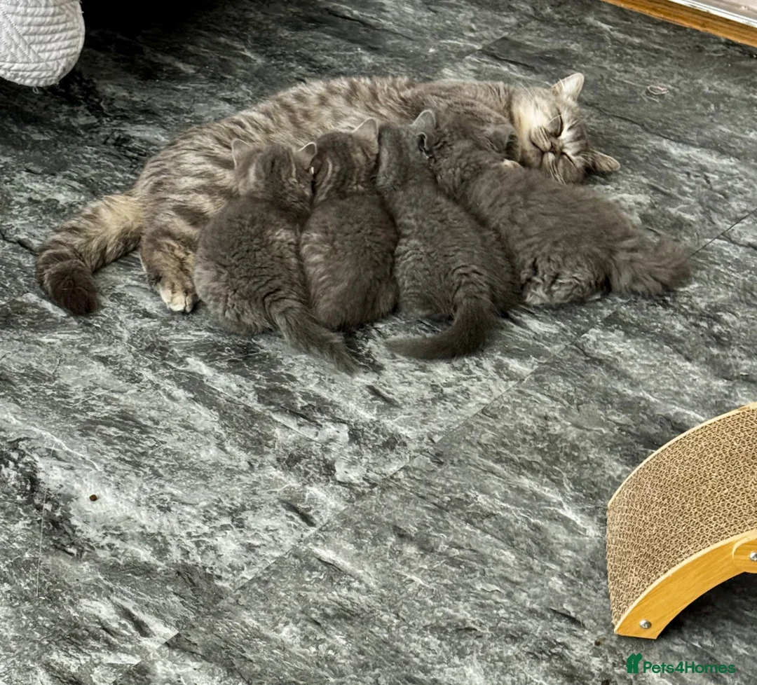 British Shorthair cats for sale: 4 beautiful British shorthair/longhair blue  - Advert 2