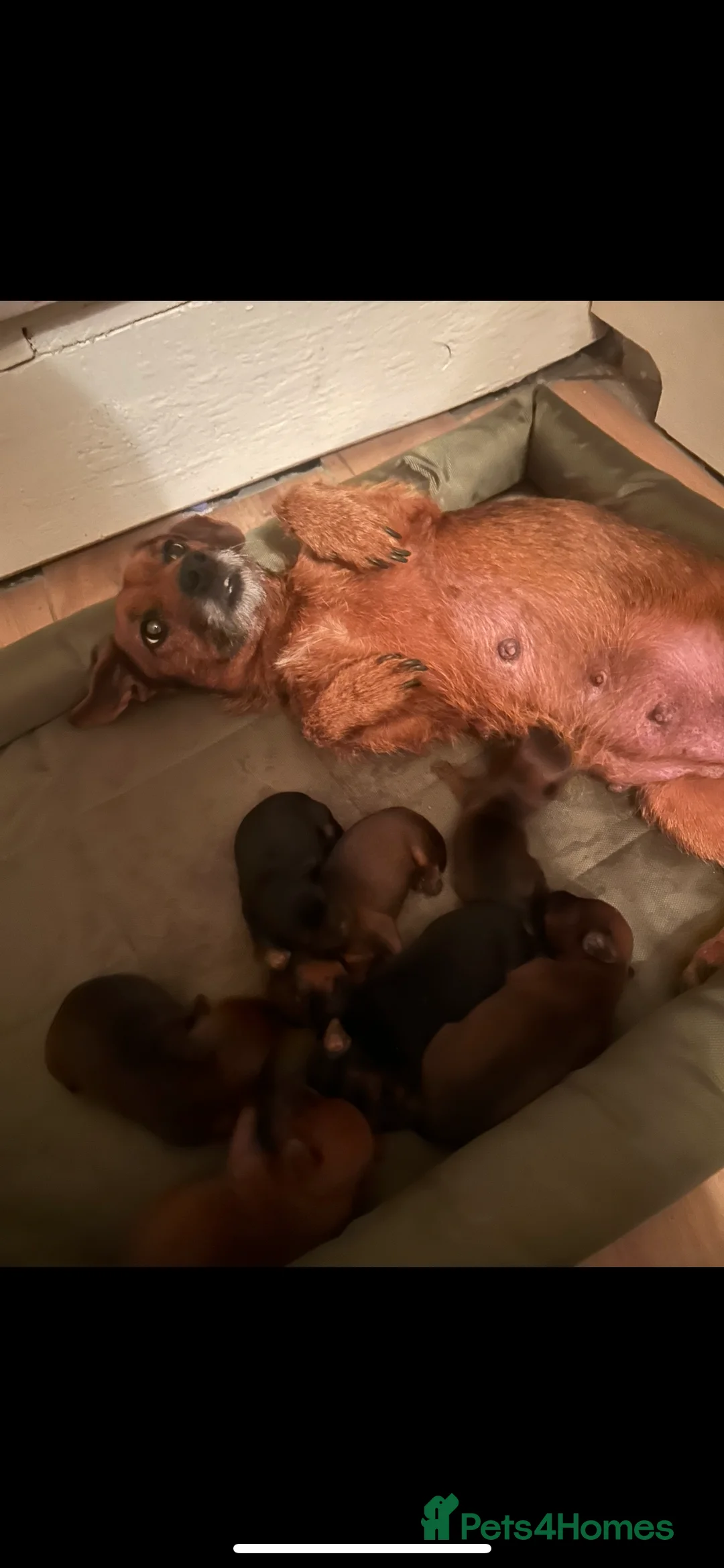 Mixed Breed dogs for sale: Patterdale X Jack Russell  - Advert 13