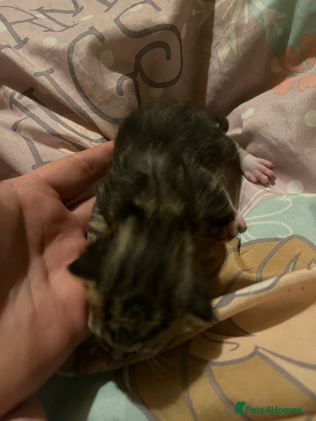 Mixed Breed cats for sale: Gorgeous bengal cross kittens  - Advert 9