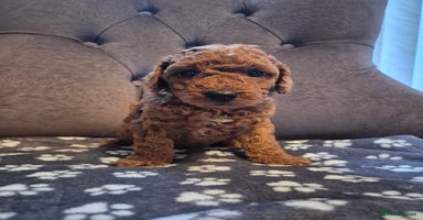 Cockapoo dogs - Advert 10