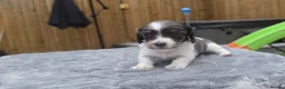Miniature Dachshund dogs for sale: Long haired miniature dachshund  - Advert 8