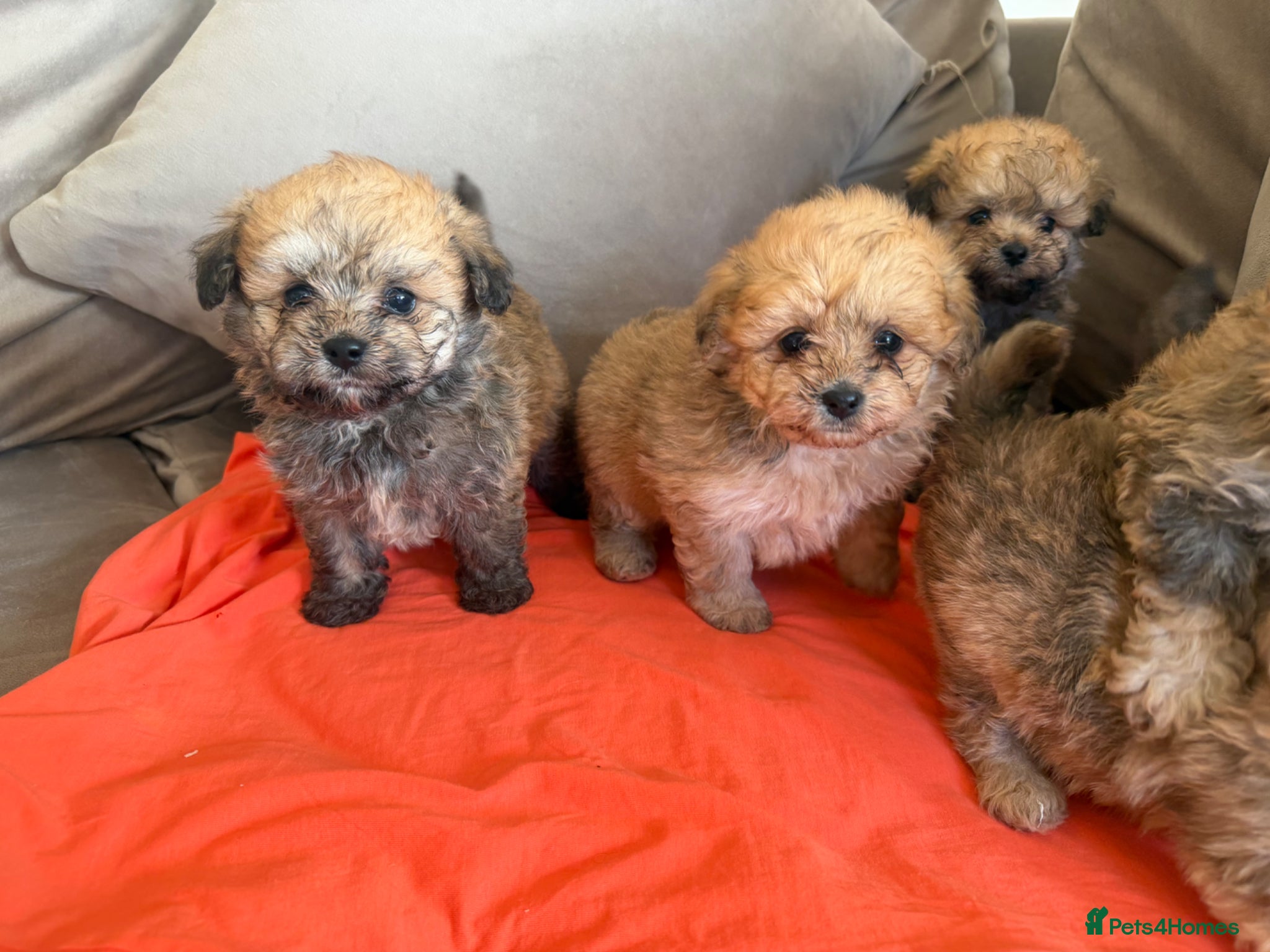 Pomapoo dogs 3 beautiful Pomapoo puppies  - Advert 2