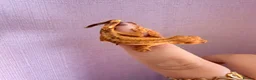Gecko reptiles for sale: Crested Gecko Babies - Advert 5