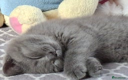 British Shorthair cats for sale: British Blue Short-hair 4 kittens for sale  - Image 22